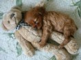 /album/fotogalerij/schattige-puppy-jpg/